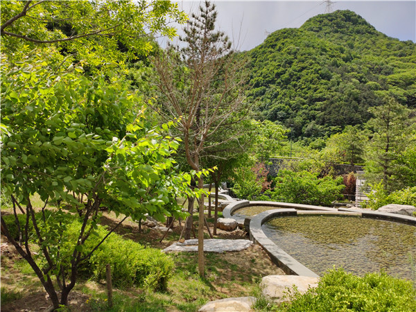 北京生态树葬详情：概况、办理流程、2025树葬墓园推荐及价格多少